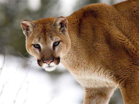 Cougar .